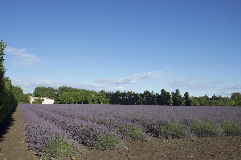 LʼIsle-sur-la-Sorgue Montjoia B&B 외부 사진